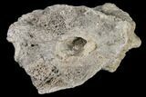 Fossil Triceratops Skull Section - North Dakota #117345-1